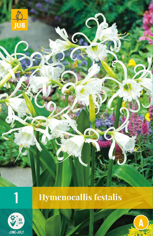 Himenokalla Festalis 16/18 (1 gab. paciņā)