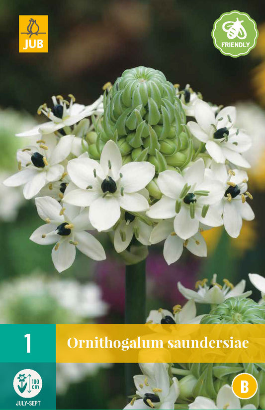 Saundersa baltstarīte 18/ + (1 gab. paciņā)