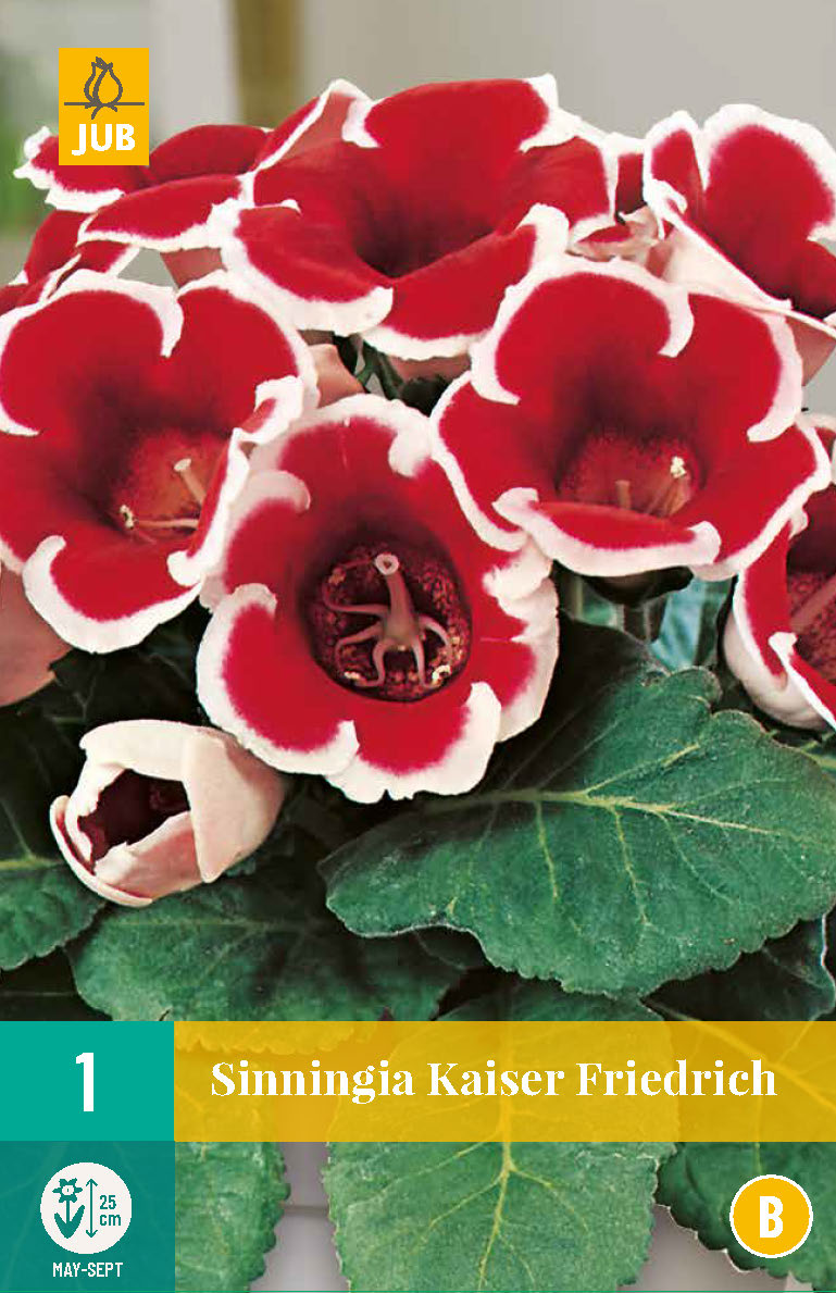 Siningija Kaiser Friedrich 5/6 (1 gab. paciņā)