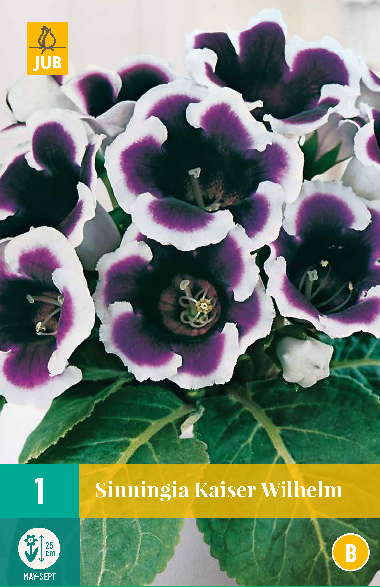 Siningija Kaiser Wilhelm 5/6 (1 gab. paciņā)