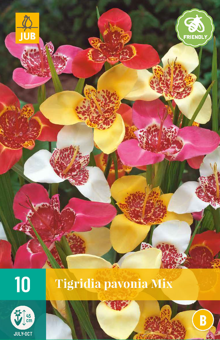 Tigrīdija Mix 7/9 (10 gab. paciņā)