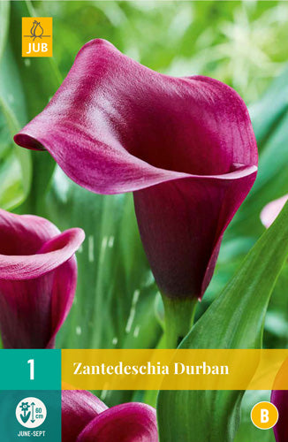 Etiopijas dižkalla (zantedešija) Durban 14/16 (1 gab. paciņā)