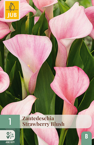 Etiopijas dižkalla (zantedešija) Strawberry Blush (1 gab. paciņā)