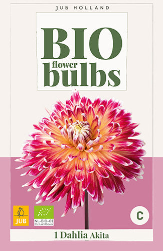 Dārza dālija Dahlia Akita (BIO)