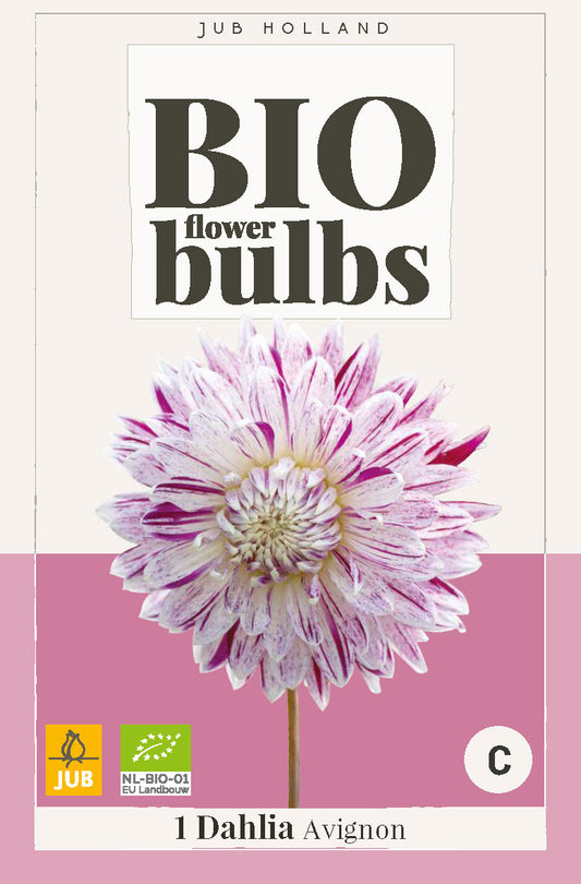 Dārza dālija Dahlia hortensis Avignon (BIO)