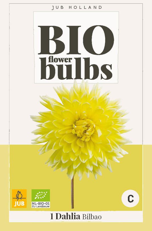 Dārza dālija Dahlia hortensis Bilbao (BIO)