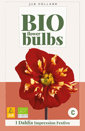 Dārza dālija Impression Festivo (BIO) (1 gab. paciņā)
