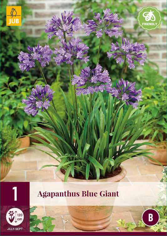 Agapants Blue Giant 1/2 (1 gab. paciņā)