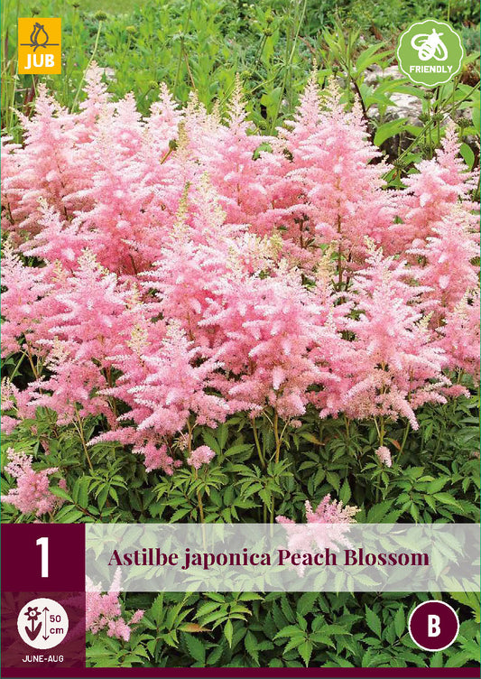 Japānas astilbe Peach Blossom 2/3 (1 gab. paciņā)