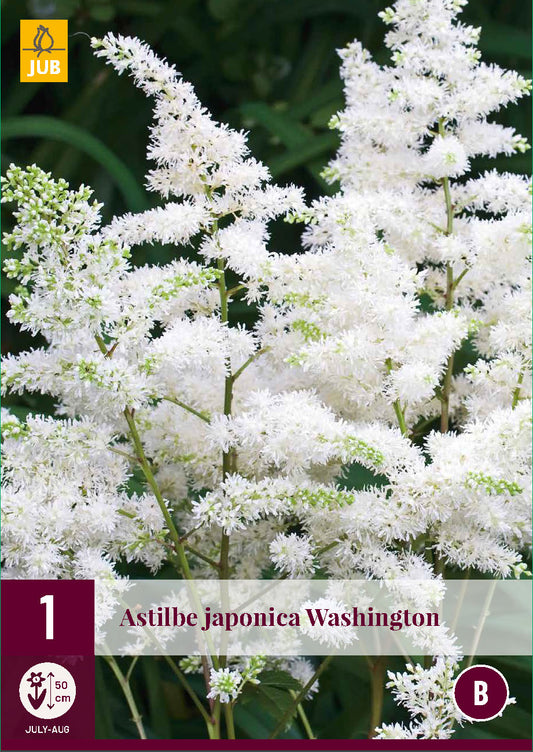 Japānas astilbe Washington 2/3 (1 gab. paciņā)