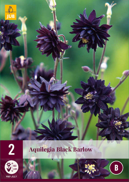 Ozolīte Black Barlow (2 gab. paciņā)