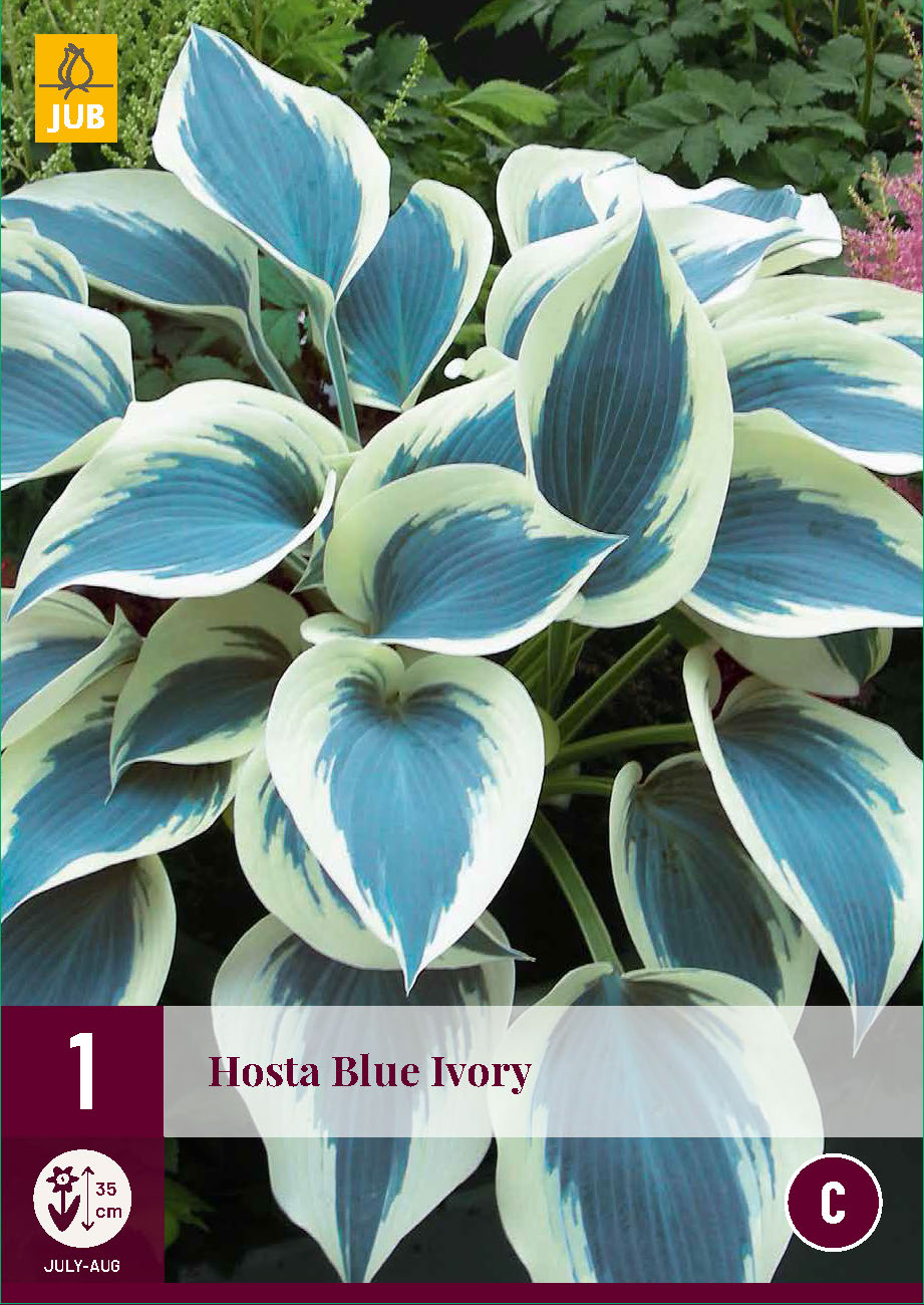 Hosta Blue Ivory (1 gab. paciņā)