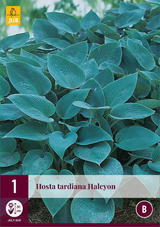 Hosta Halcyon (1 gab. paciņā)