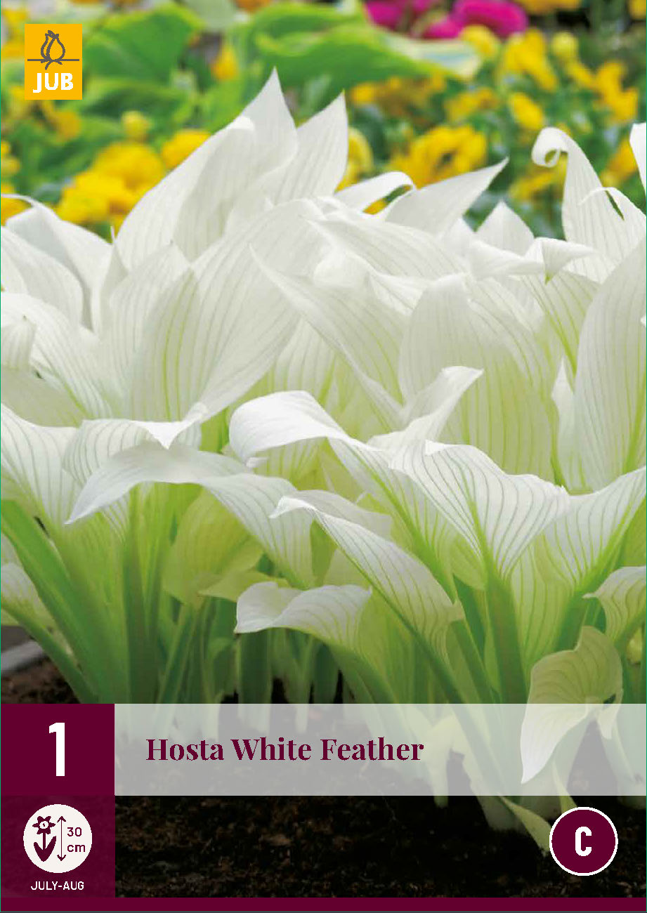 Hosta White Feather (1 gab. paciņā)