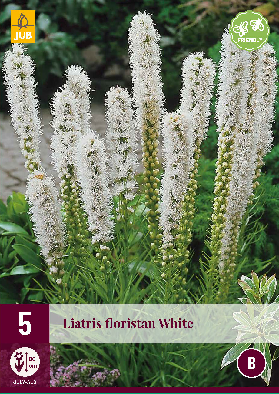 Vārpu liatre Floristan White 12/14 (5 gab. paciņā)