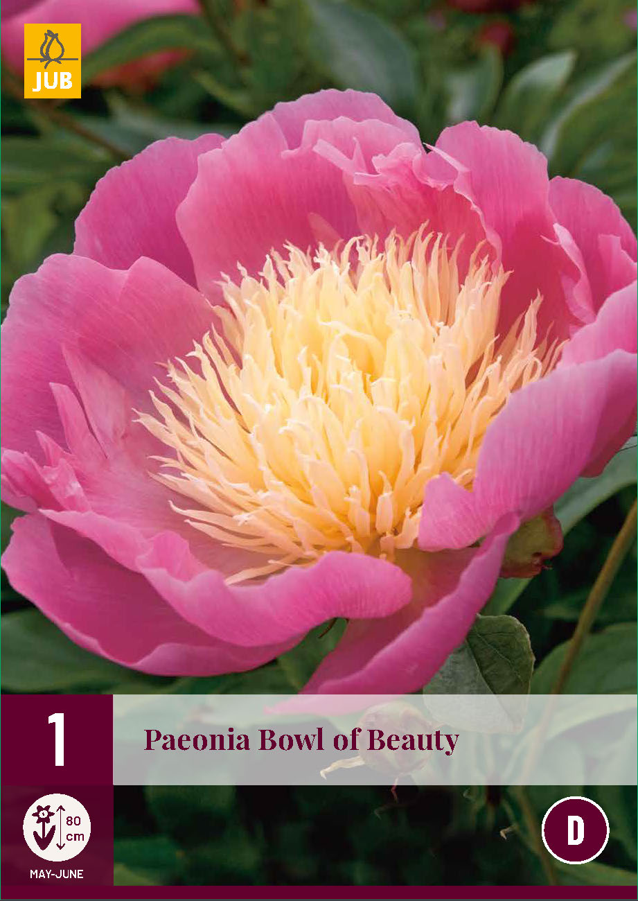 Pienziedu peonija Bowl Of Beauty 2/3 (1 gab. paciņā)