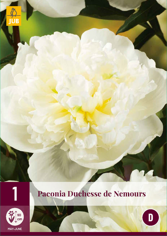 Pienziedu peonija Duchesse De Nemours 2/3 (1 gab. paciņā)