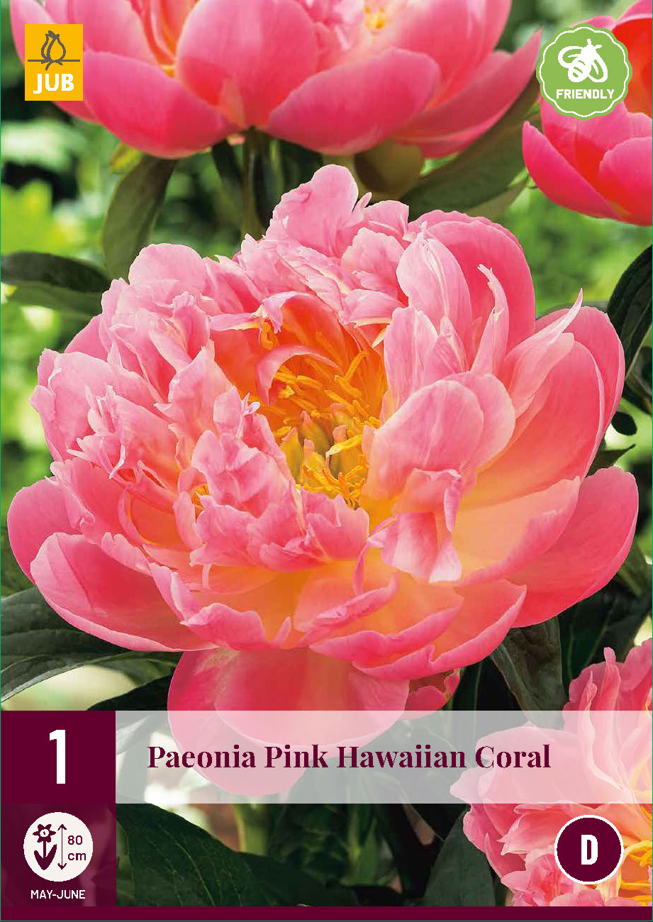 Hibrīdā peonija Pink Hawaiian Coral 2/3 (1 gab. paciņā)