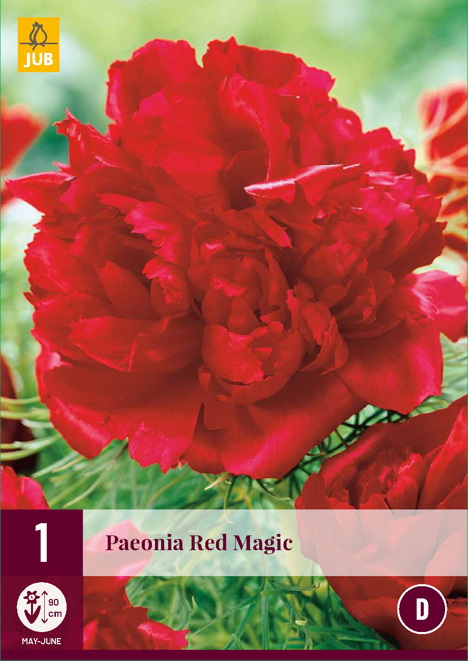 Pienziedu peonija Red Magic 2/3 (1 gab. paciņā)