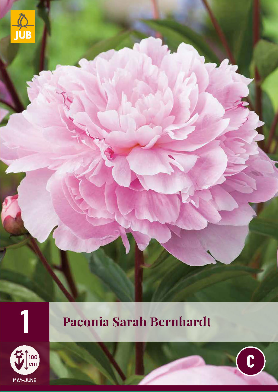 Pienziedu peonija Sarah Bernhardt 2/3 (1 gab. paciņā)