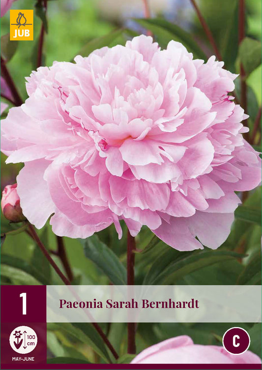 Pienziedu peonija Sarah Bernhardt 2/3 (1 gab. paciņā)