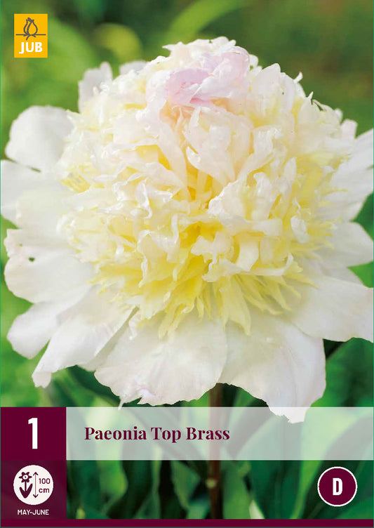 Pienziedu peonija Top Brass 2/3 (1 gab. paciņā)