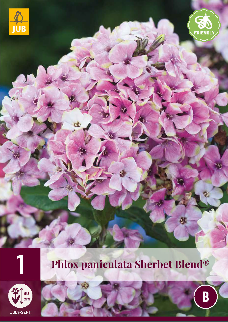 Skarainais floksis Sherbet Blend (1 gab. paciņā)