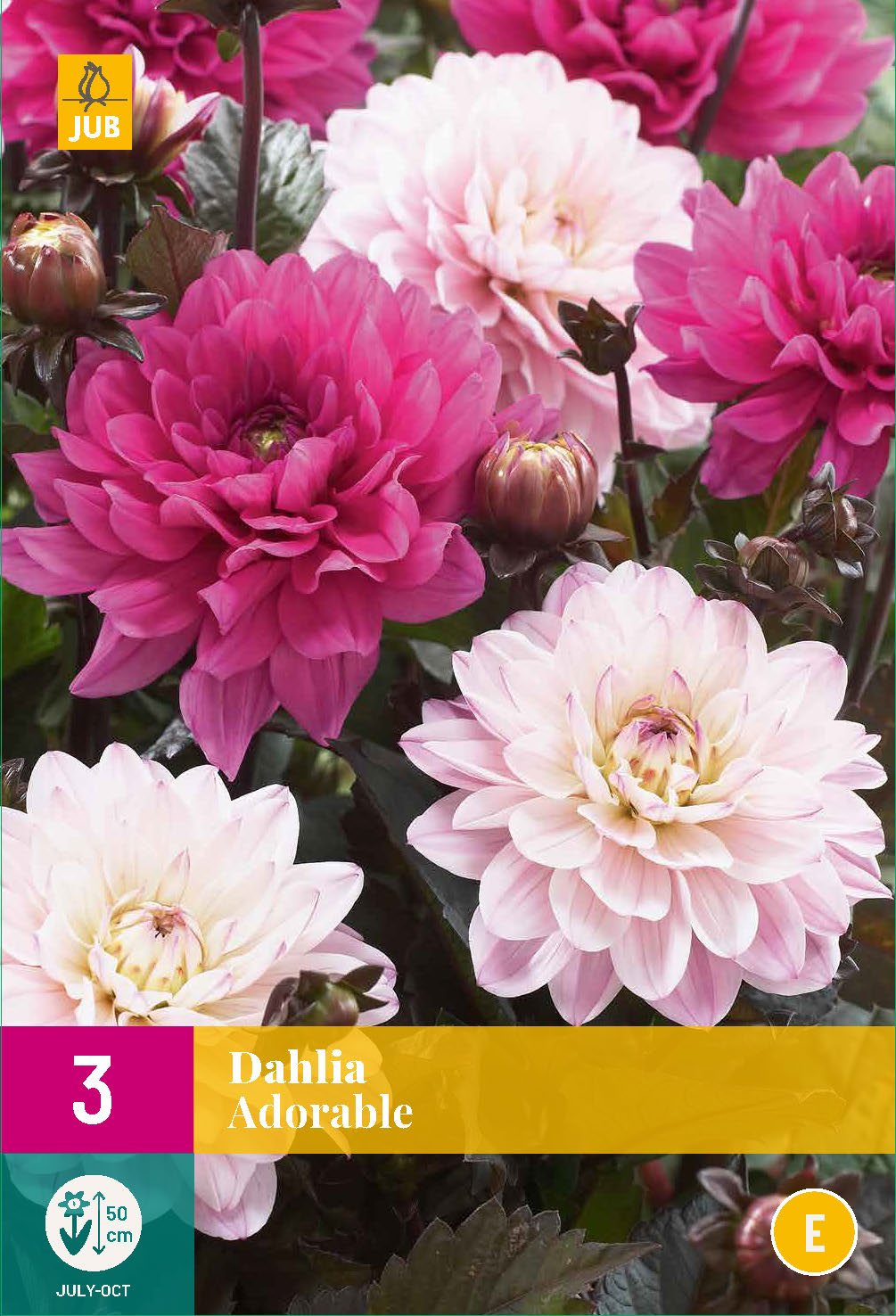 Dārza dālija Adorable (XXL)