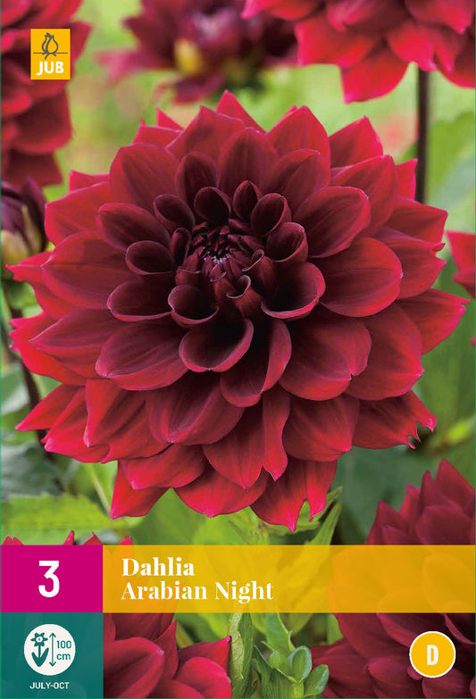 Dārza dālija Dahlia hortensis Arabian Night (XXL)