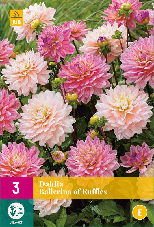 Dārza dālija Dahlia hortensis Ballerina Of Ruffles (XXL)