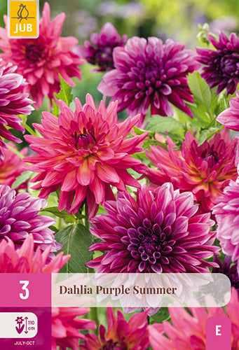Dārza dālija Purple Summer (3 gab. paciņā)