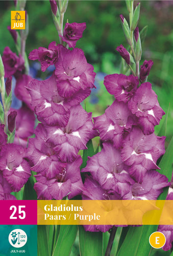 Gladiola Purple 12/14 XXL (25 gab. paciņā)