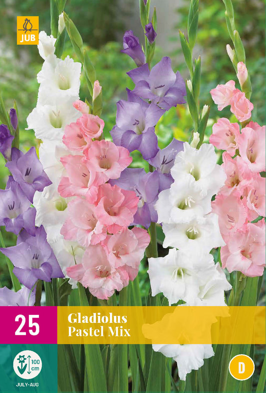 Gladiola Pastel Mix 12/14 XXL (25 gab. paciņā)