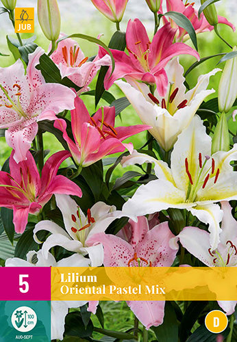 Austrumu lilija Oriental Pastel Mix XXL (5 gab. paciņā)