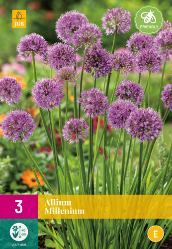 Dekoratīvais sīpols Millenium XXL (3 gab. paciņā)