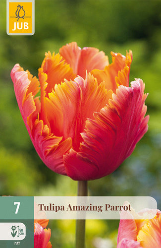 Tulpe, papagaiļziedu Amazing Parrot 11/12