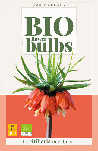 Karaliskā fritilārija Rubra 18/+