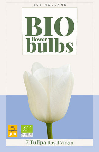 Tulpe, triumfa Saxatilis 5/+