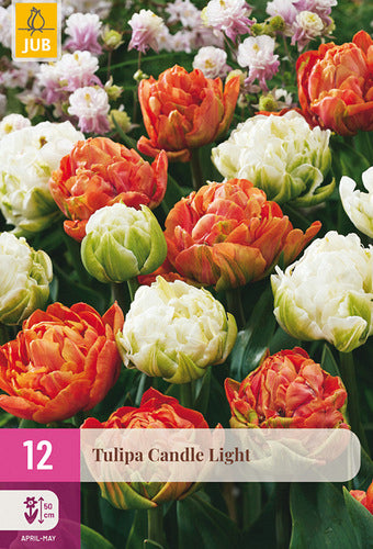 Tulpju maisījums Candle Light 11/12