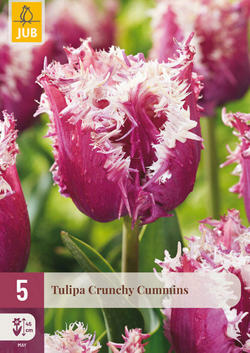 Tulpe, bārkstaina Crunchy Cummins 11/12