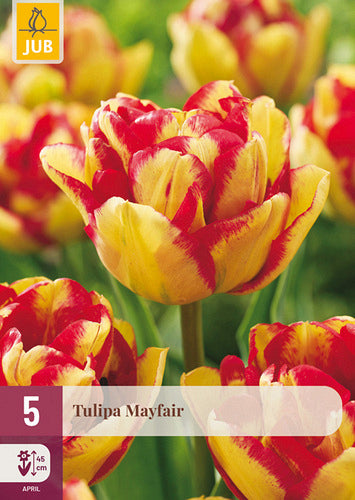 Tulpe, bārkstaina Mayfair 11/12