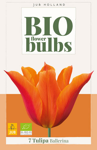 Tulpe, lilijziedu Ballerina (BIO) 11/+