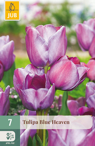 Tulipa, daudzziedu Blue Heaven 11/12