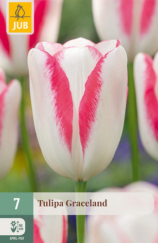Tulpe, triumfa Graceland 11/12