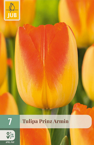 Tulpe, triumfa Prinza Armin 11/12