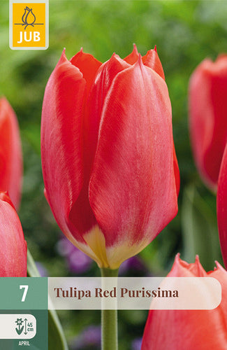 Tulpe, Fostera Red Purissima 11/12
