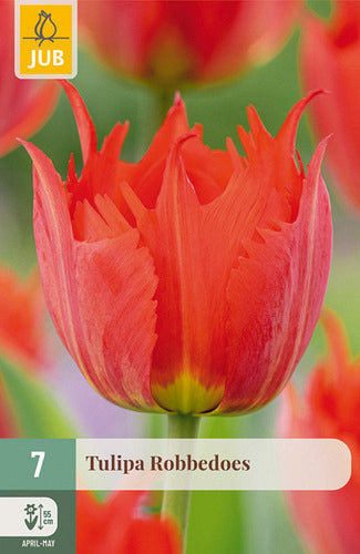 Tulpe, Darvina hibrīds Robbedoes 11/12