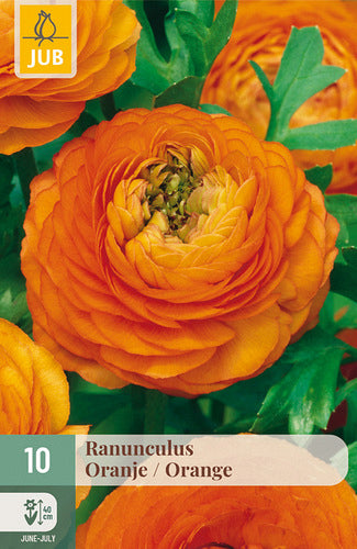 Āzijas gundega Orange 6/7