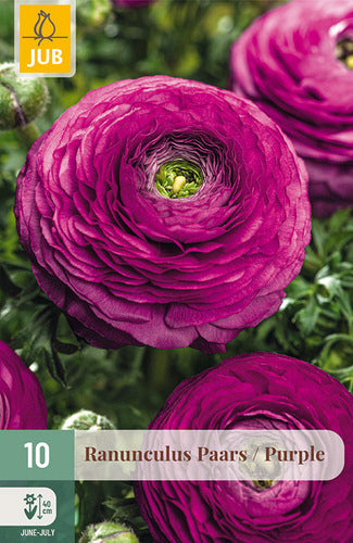 Āzijas gundega Purple 6/7
