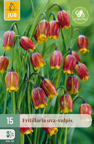 Lapsu fritilārija Uva-Vulpis 6/7